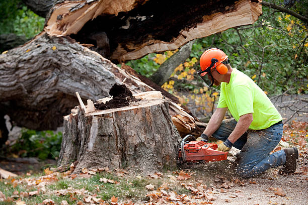 Best Affordable Tree Cutting  in Cedar Ridge, CA